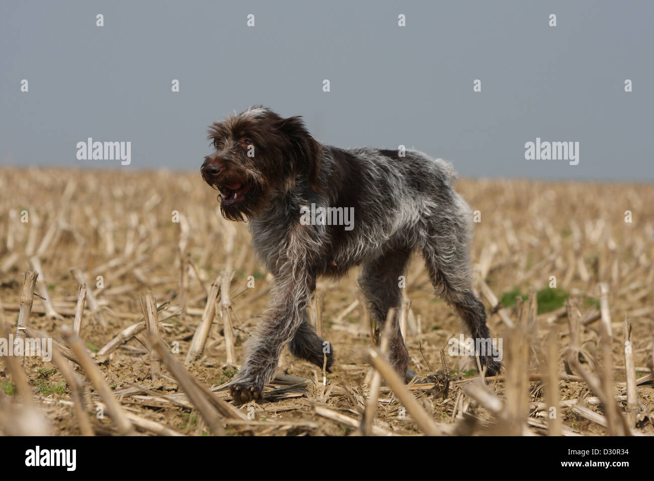 Hund Drahthaar deuten Griffon / Korthals Griffon Erwachsenen läuft in einem Feld Stockfoto