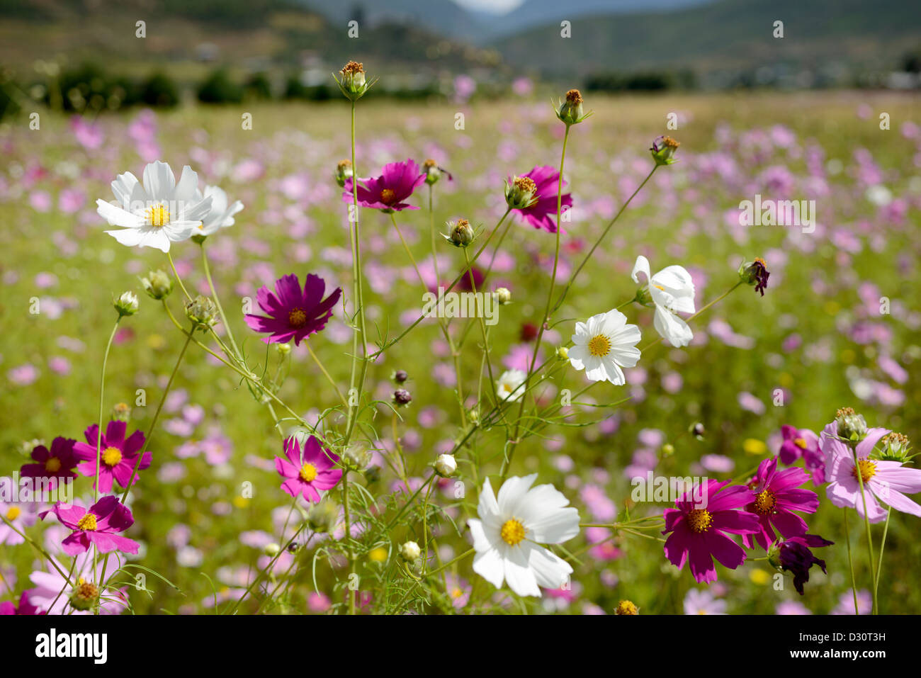 Wilde Blumen wachsen auf einer Wiese nur Momente von Bhutan Flughafen., 36MPX Stockfoto