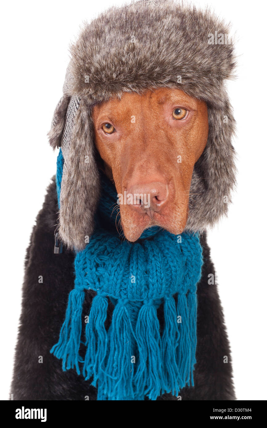 traurig Zeiger Vizsla Jäger Hund Hunde Tier Pelz Hut Mantel Schal Blau gekleidet warm Porträt Wintersaison kalt Stockfoto