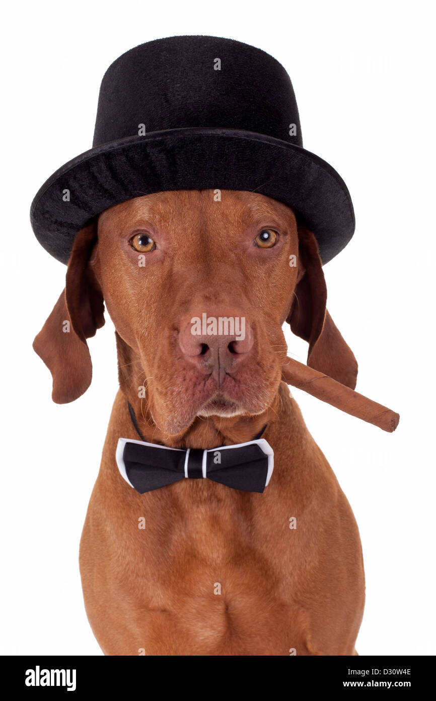 Hund mit Hut und Fliege mit einer Zigarre im Mund auf weißem Hintergrund Stockfoto