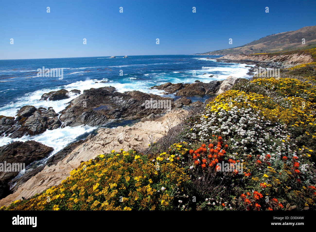 Wildblumen blühen entlang der felsigen Küste von Big Sur in Kalifornien. Stockfoto