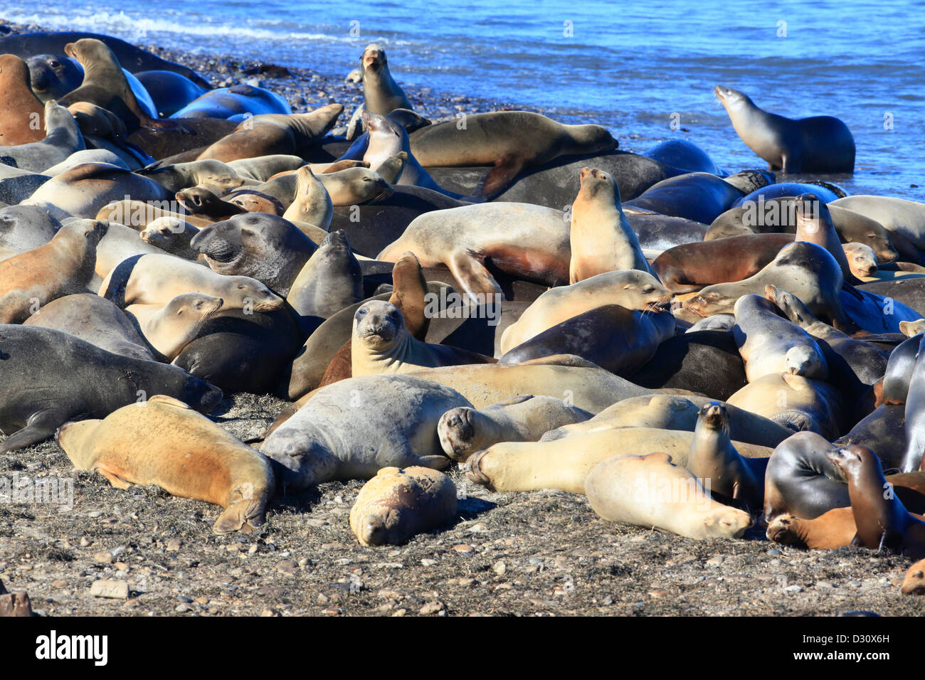 Eine Kolonie von Seeelefanten und Seelöwen in Kalifornien. Stockfoto