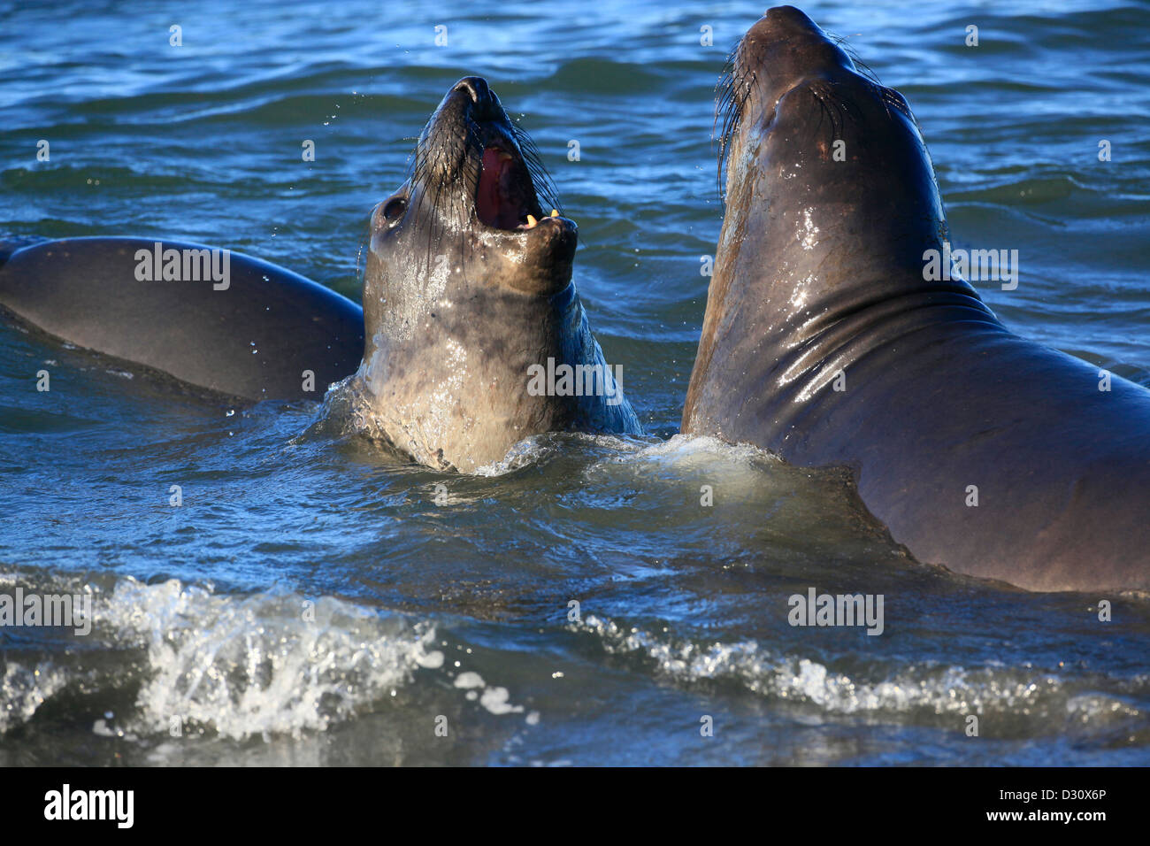 Ein paar männliche Seeelefanten kämpfen in der Brandung im Ano Nuevo Rookery in Nordkalifornien. Stockfoto