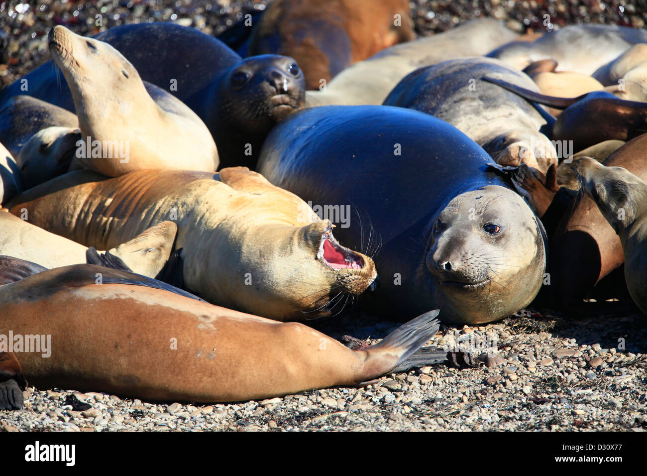 See-Elefanten in Ano Nuevo Rookery in Kalifornien. Stockfoto