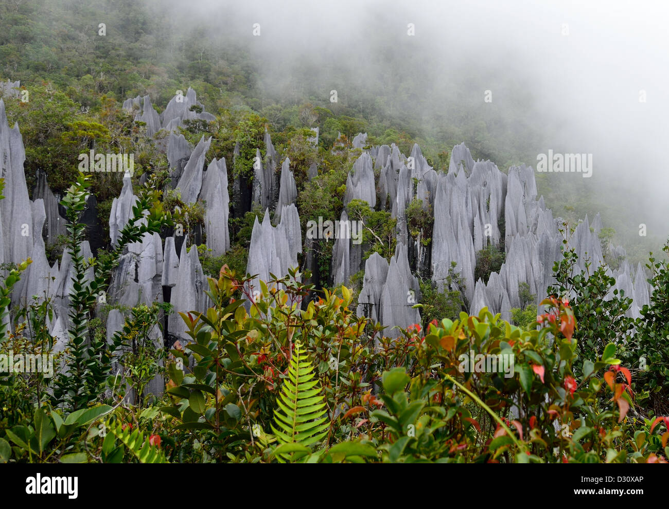 Kalkstein Pinnacles Mount API, Gunung Mulu National Park. Sarawak, Borneo, Malaysia. Stockfoto