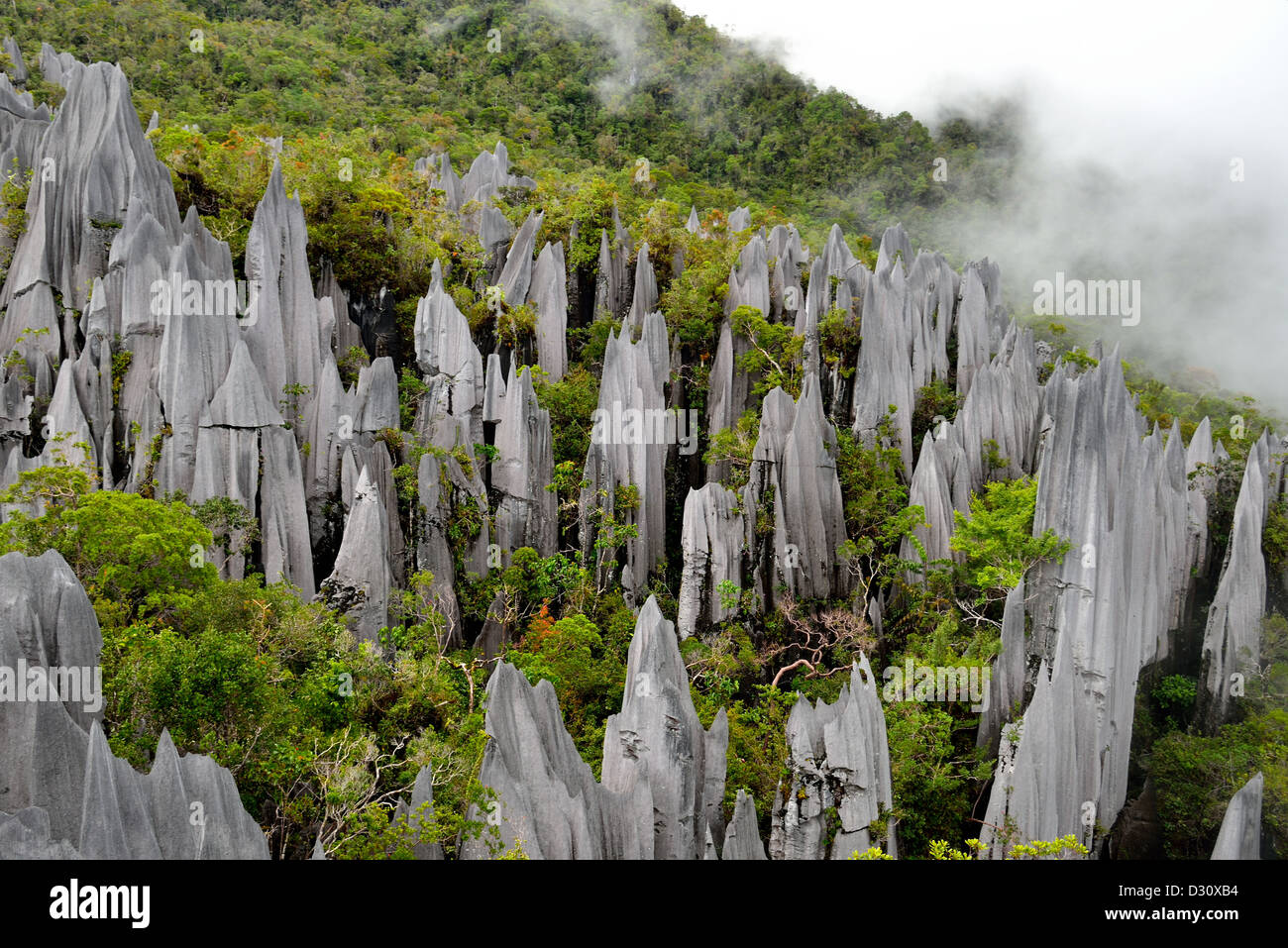 Kalkstein Pinnacles Mount API, Gunung Mulu National Park. Sarawak, Borneo, Malaysia. Stockfoto