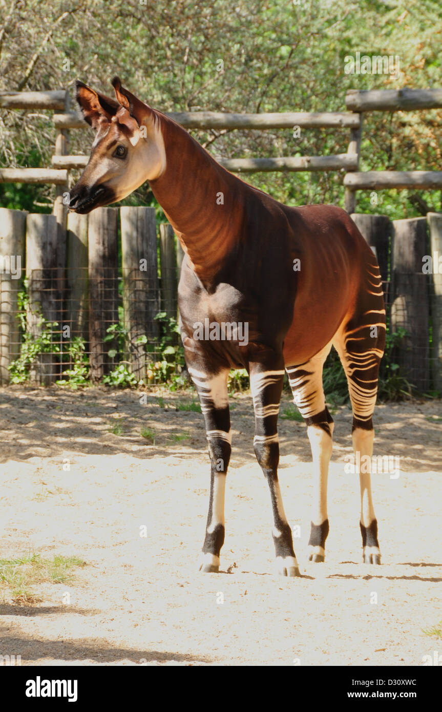 Okapi (Okapia Johnstoni) Stockfoto