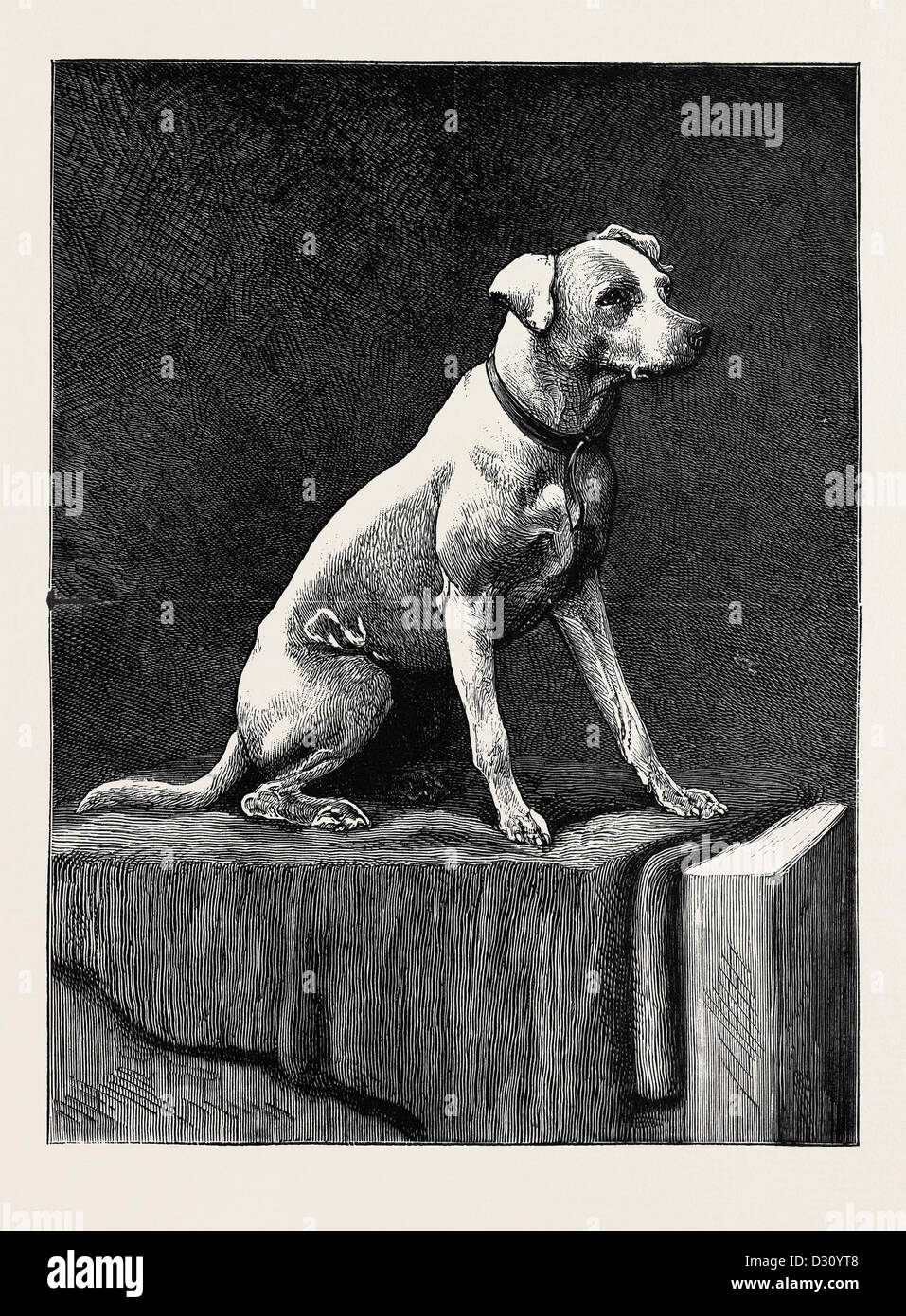 EINE ABENTEUERLICHE HUND: "REGIMENTS JACK", EINER AFGHANISCHEN AKTIVISTIN Stockfoto