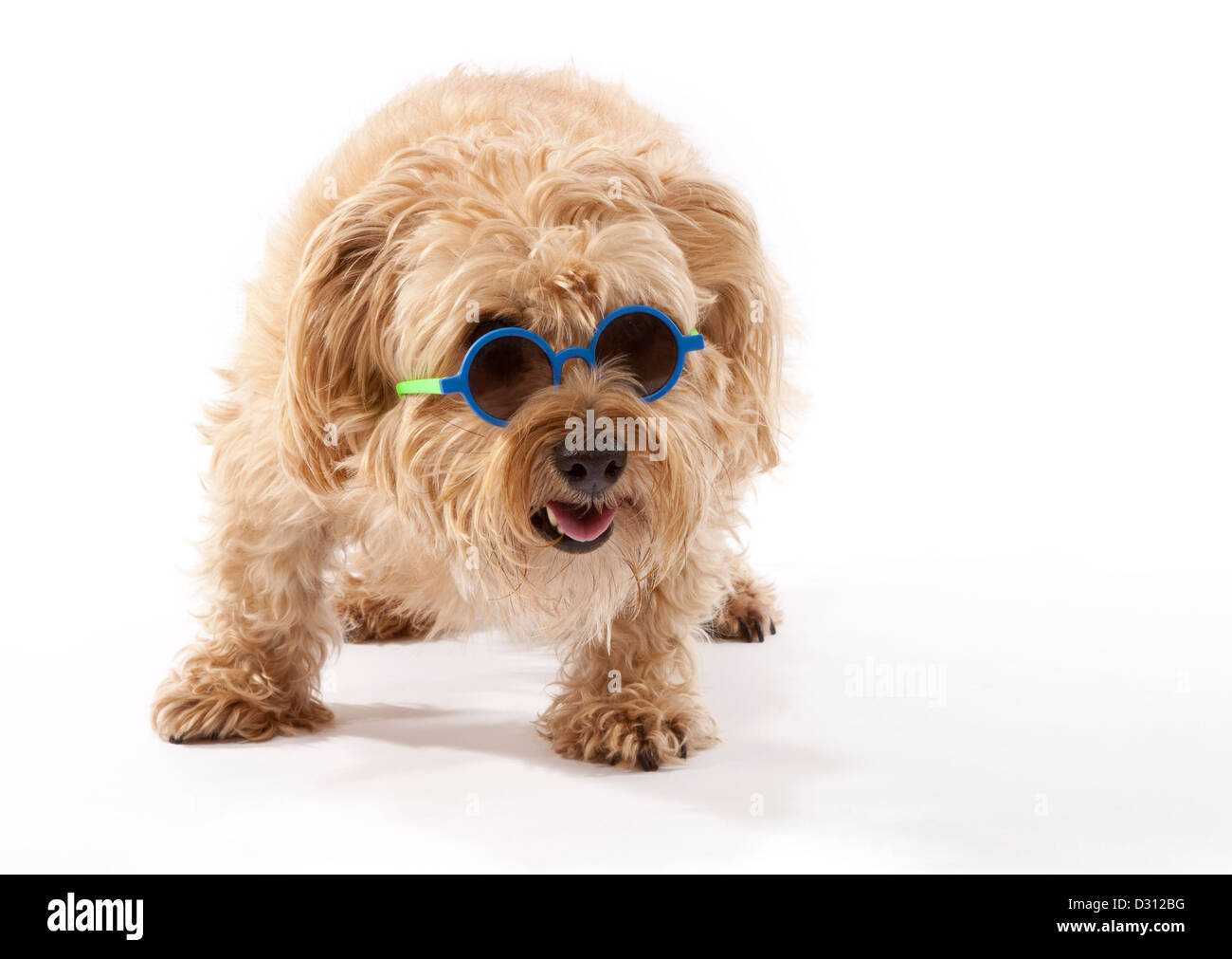 Norfolk Terrier Hund im Alter von 7 Jahren mit Sonnenbrille Stockfoto