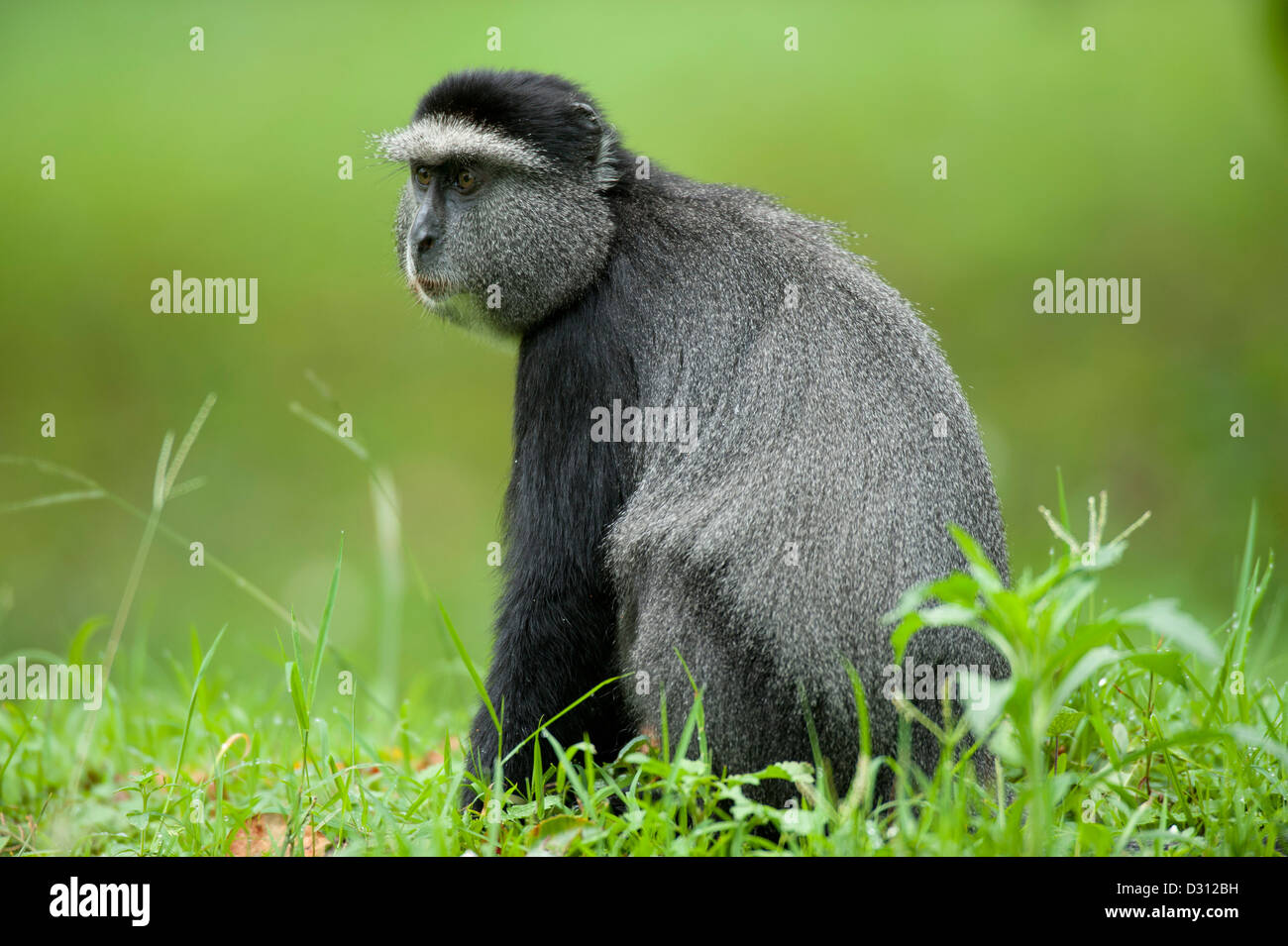 Diademmeerkatze (grüne Mitis), Kakamega Forest National Reserve, Kenia Stockfoto
