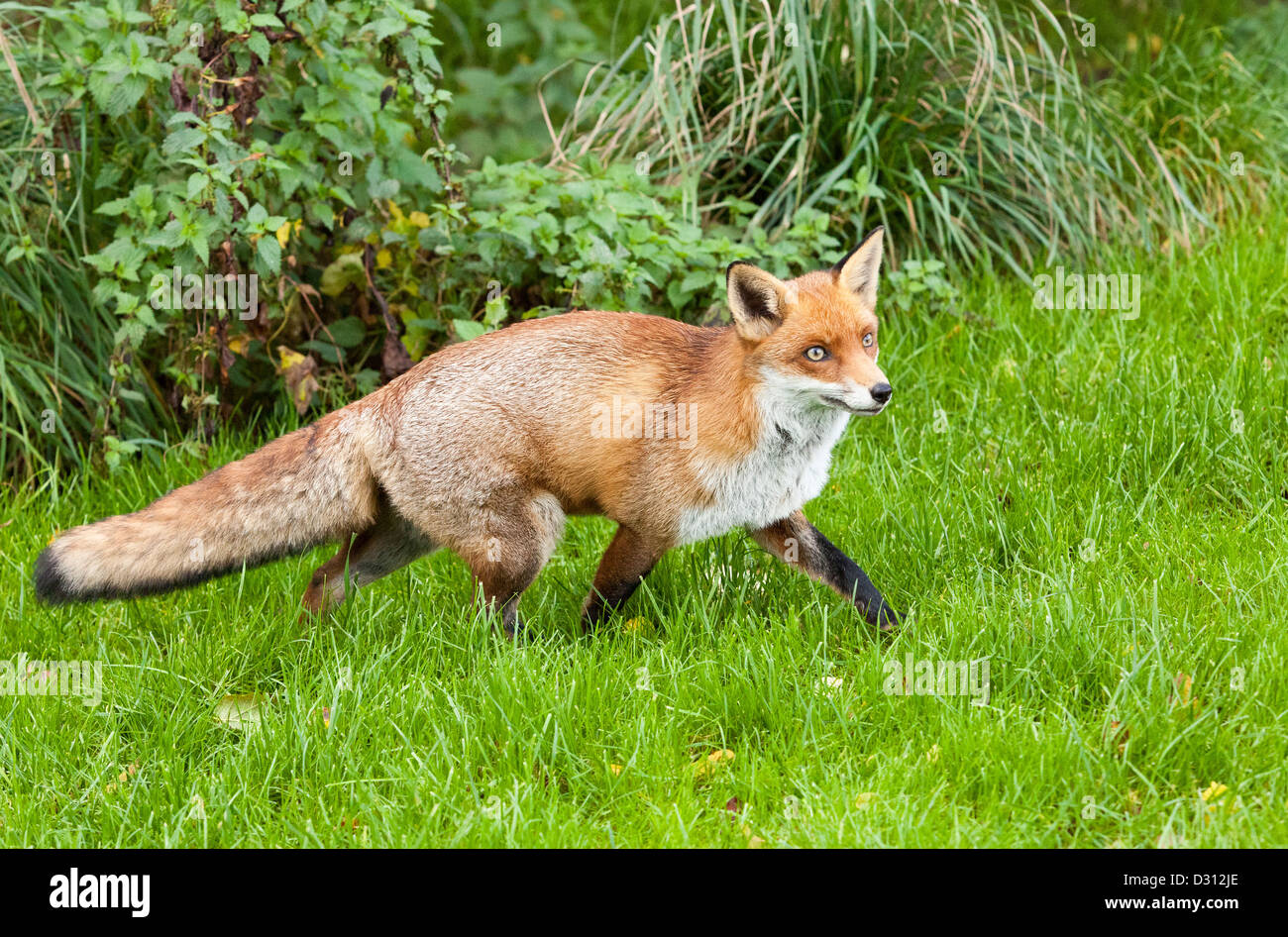 Eine Rotfuchs im britischen Wildlife Centre in Surrey, England Stockfoto