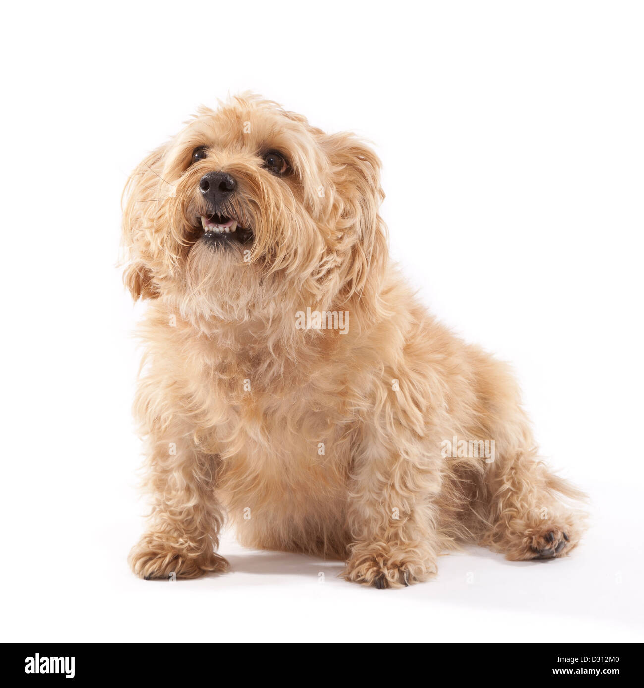 Norfolk Terrier Hund im Alter von 7 Jahren Stockfoto