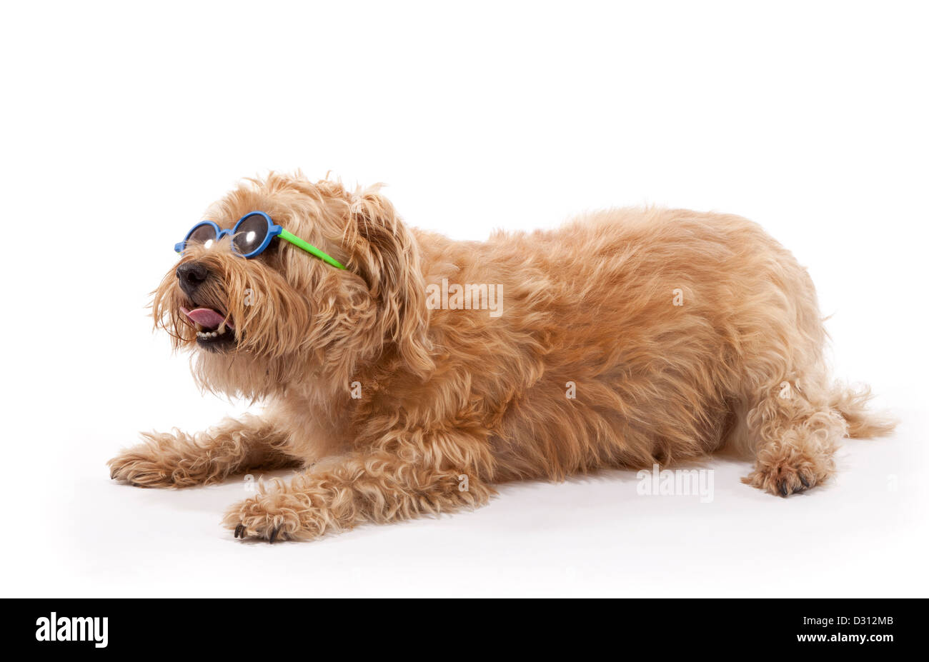 Norfolk Terrier Hund im Alter von 7 Jahren mit Sonnenbrille Stockfoto