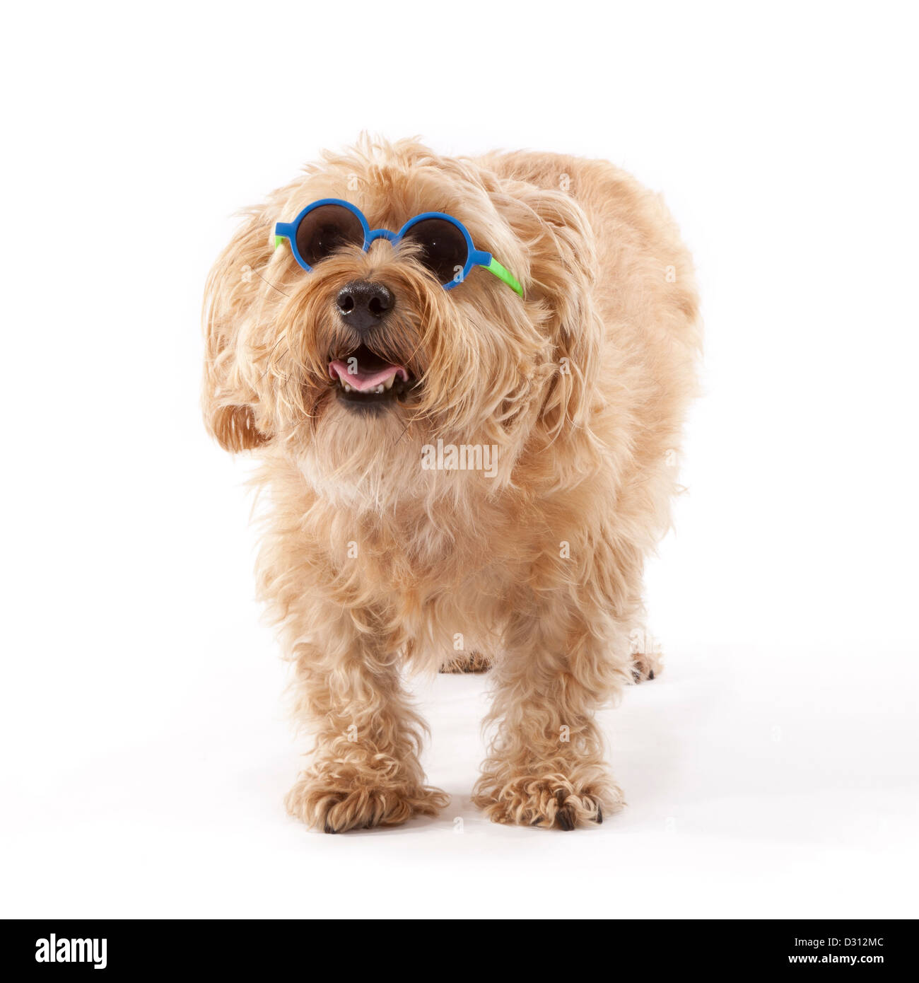 Norfolk Terrier Hund im Alter von 7 Jahren mit Sonnenbrille Stockfoto