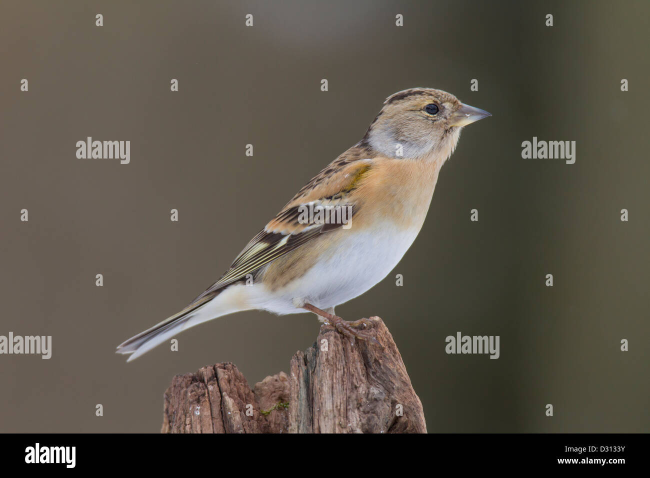 Bergfink Bergfinken Fringilla montifringilla Stockfoto