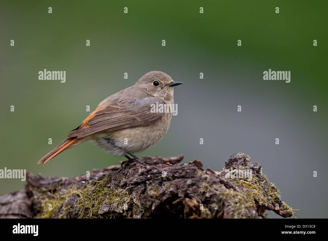 Gemeinsamen Gartenrotschwänze Gartenrotschwanz Phoenicurus phoen Stockfoto