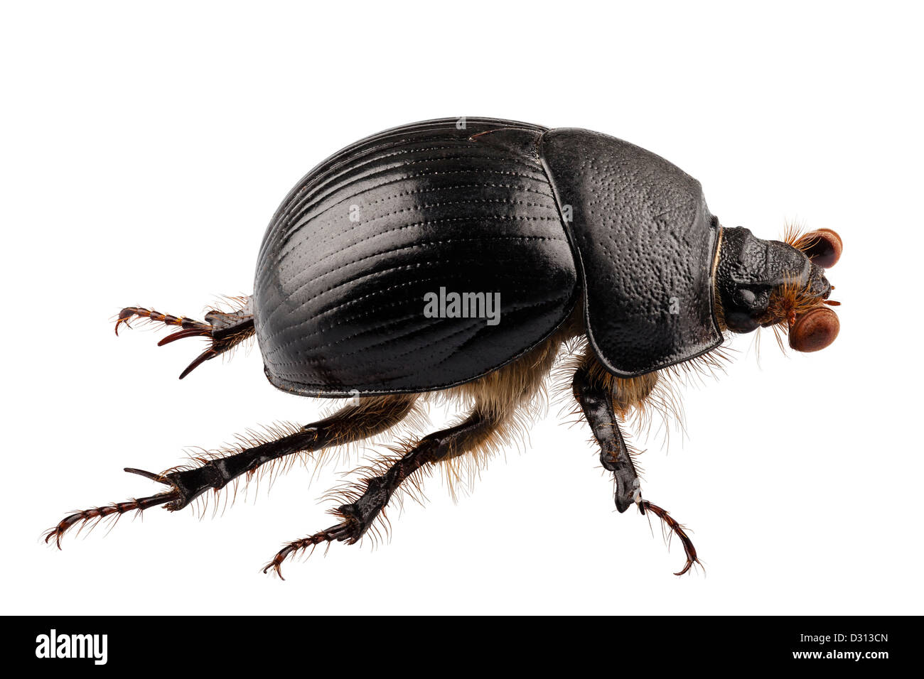 Erde-langweilig Mistkäfer Arten Geotrupes stercorarius Stockfoto