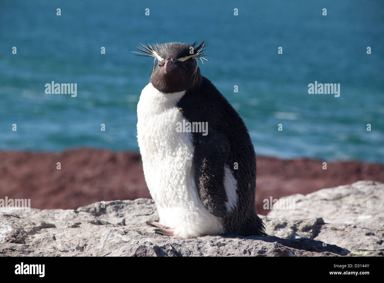 Pinguin am Meer in Patagonien, Argentinien Stockfoto