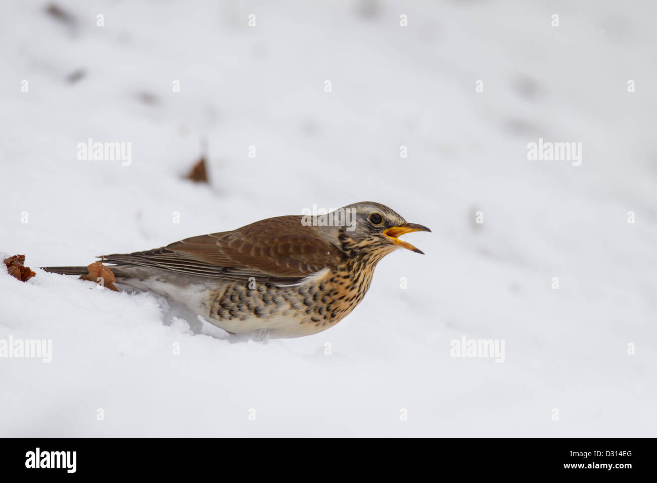 Wacholderdrossel Turdus Pilaris Wacholderdrossel drossel Stockfoto