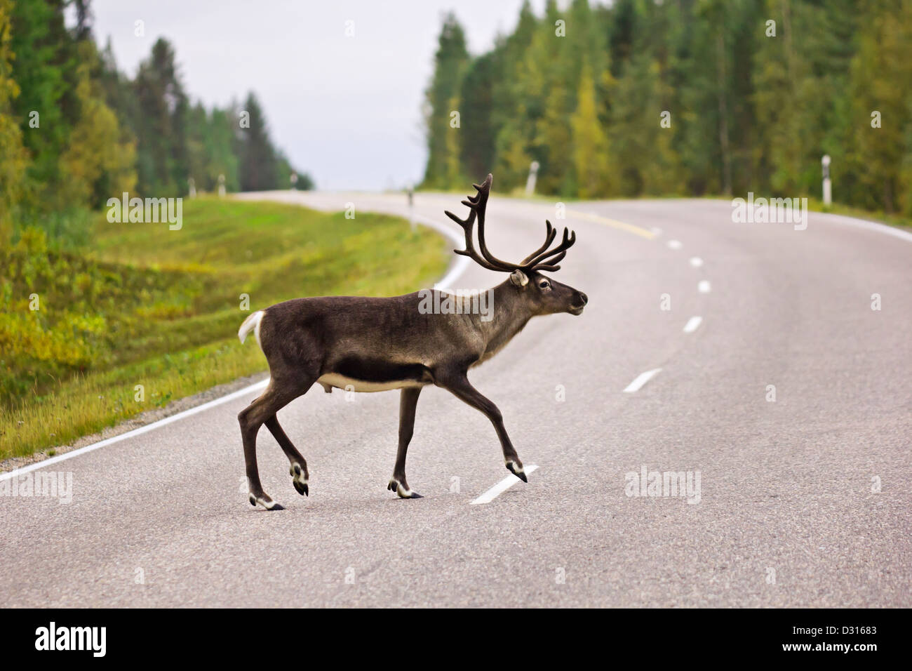 Tier beim Überqueren der Straße - eine wilde Lauf Rehe auf einer stark frequentierten Straße von der schwedischen Landschaft Stockfoto