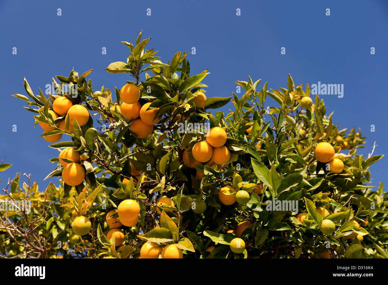 Orange Baum voller Früchte im Hof des El Presidio de Santa Barbara, California, Vereinigte Staaten von Amerika, USA Stockfoto