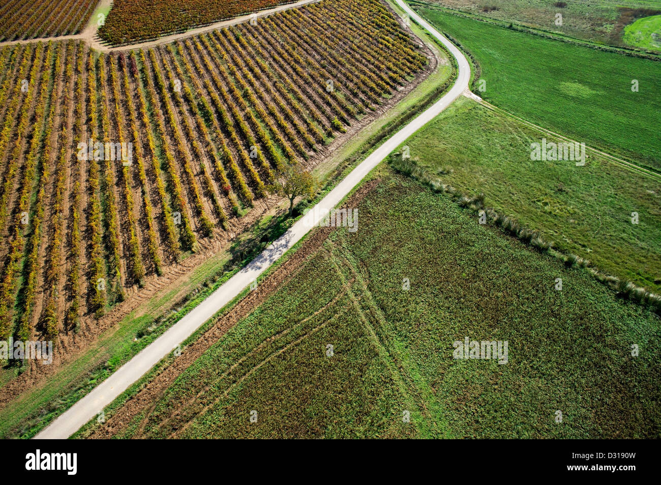 Landschaft-Straße durch die Weinberge im Herbst, Saint-Maximin-la-Sainte-Baume, Var, Frankreich Stockfoto