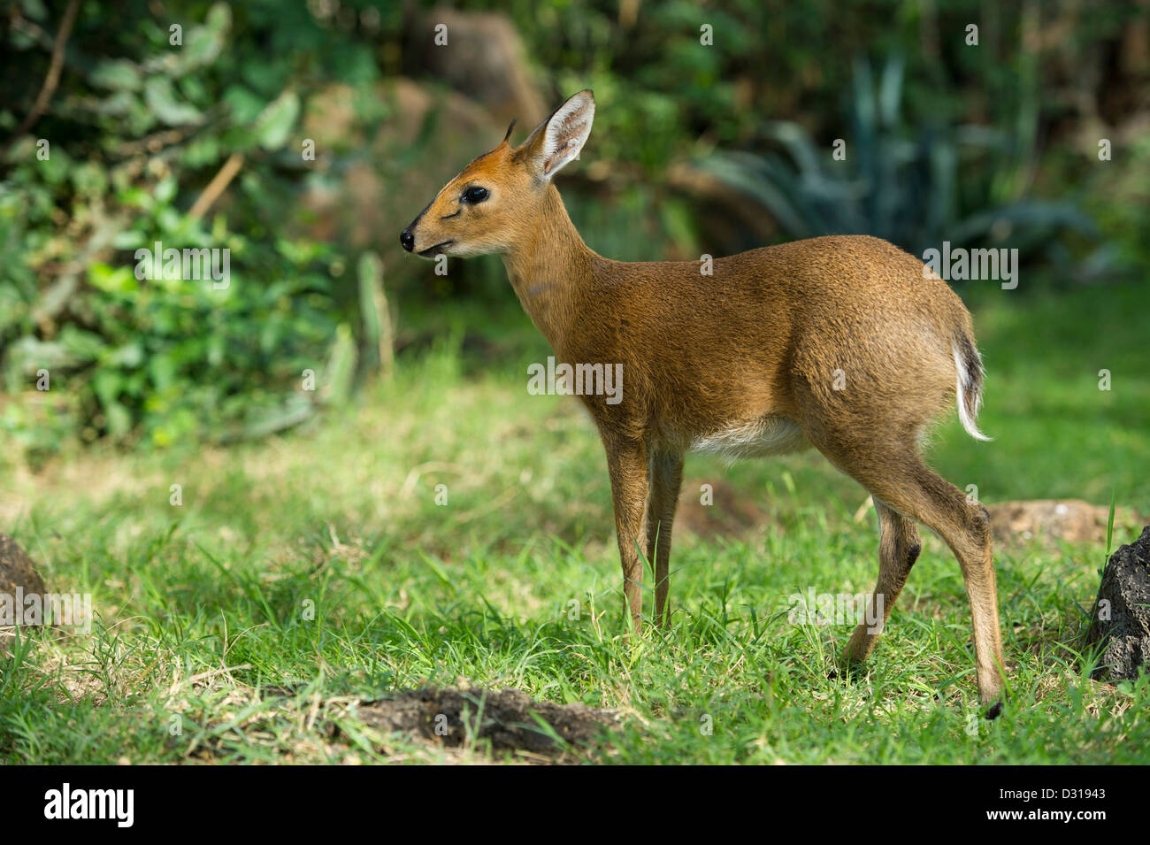 Gemeinsamen Duiker, Sylvicapra Grimmia, Lake Baringo, Kenia Stockfoto