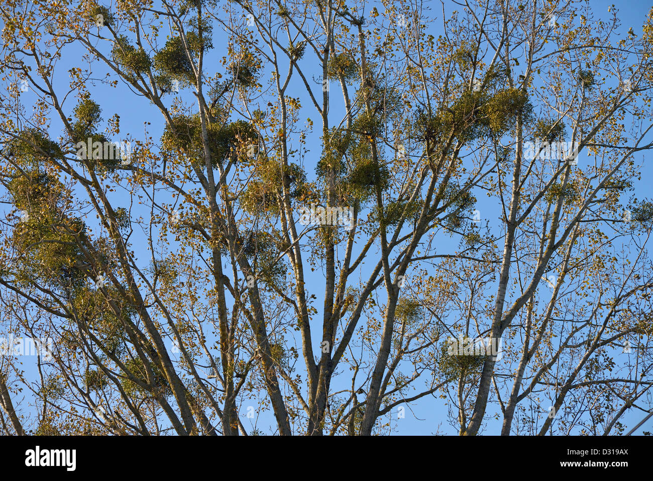 Mistelpflanze wächst auf einem Baum Stockfoto