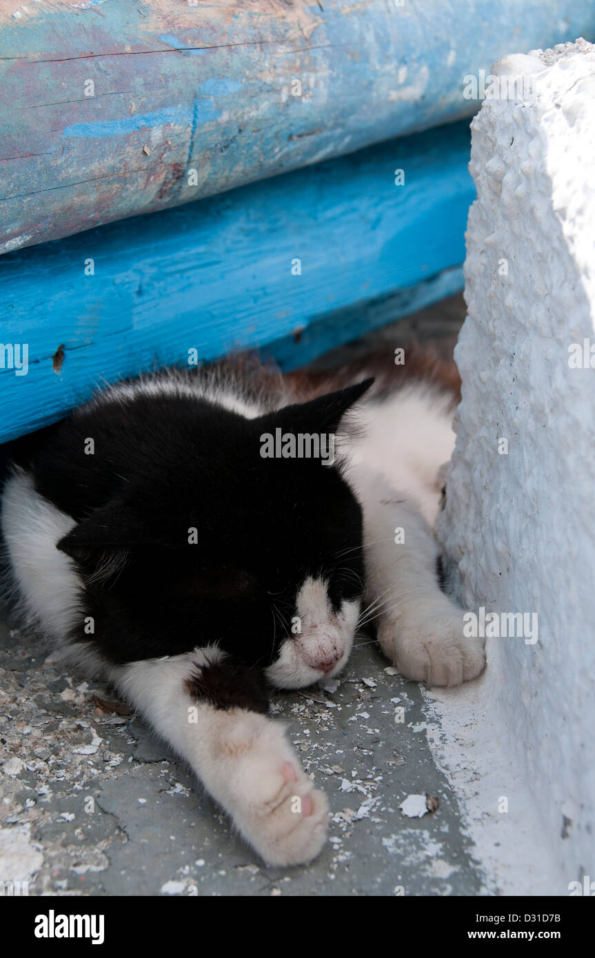 Schlafen in der Sonne - eine schwarze und weiße Katze chillen in der Nachmittagssonne. Stockfoto