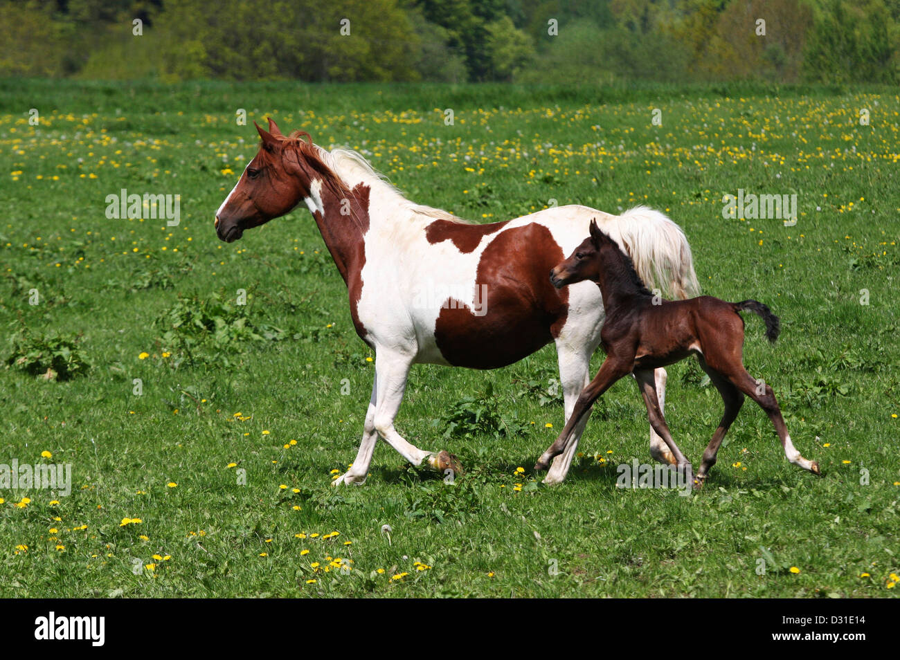 Arabische Pferde Stute und Fohlen traben auf Wiese, Niedersachsen, Deutschland Stockfoto