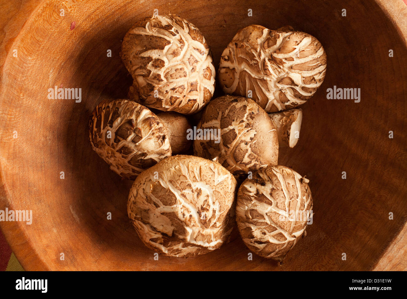 Frische Shiitake-Pilze zeigt das Donko Muster auf ihren Kappen Stockfoto