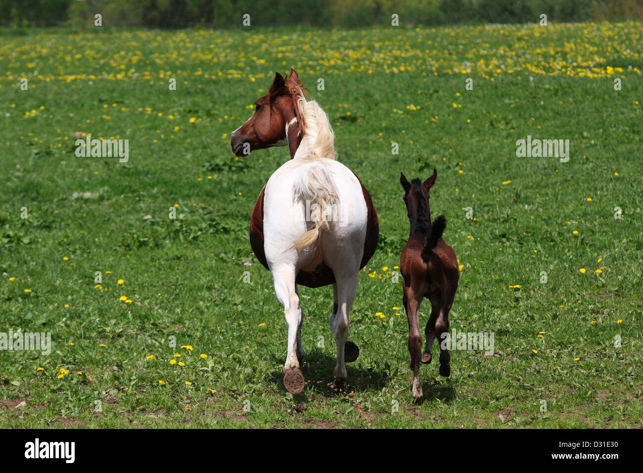 Arabische Pferde Stute und Fohlen auf der Wiese, Niedersachsen, Deutschland Stockfoto