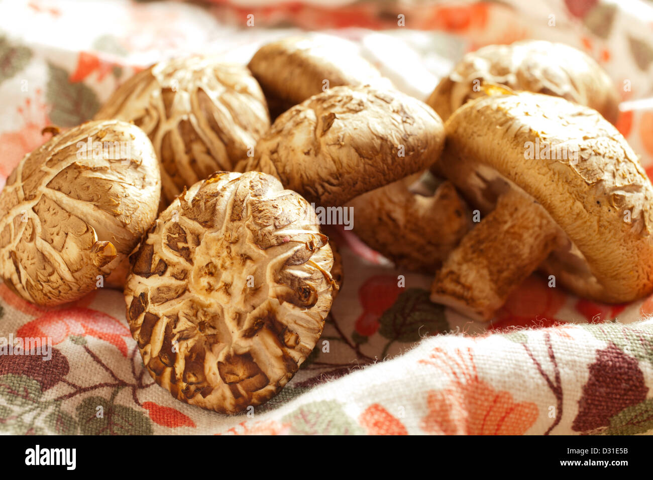 Frische Shiitake-Pilze zeigt das Donko Muster auf ihren Kappen Stockfoto