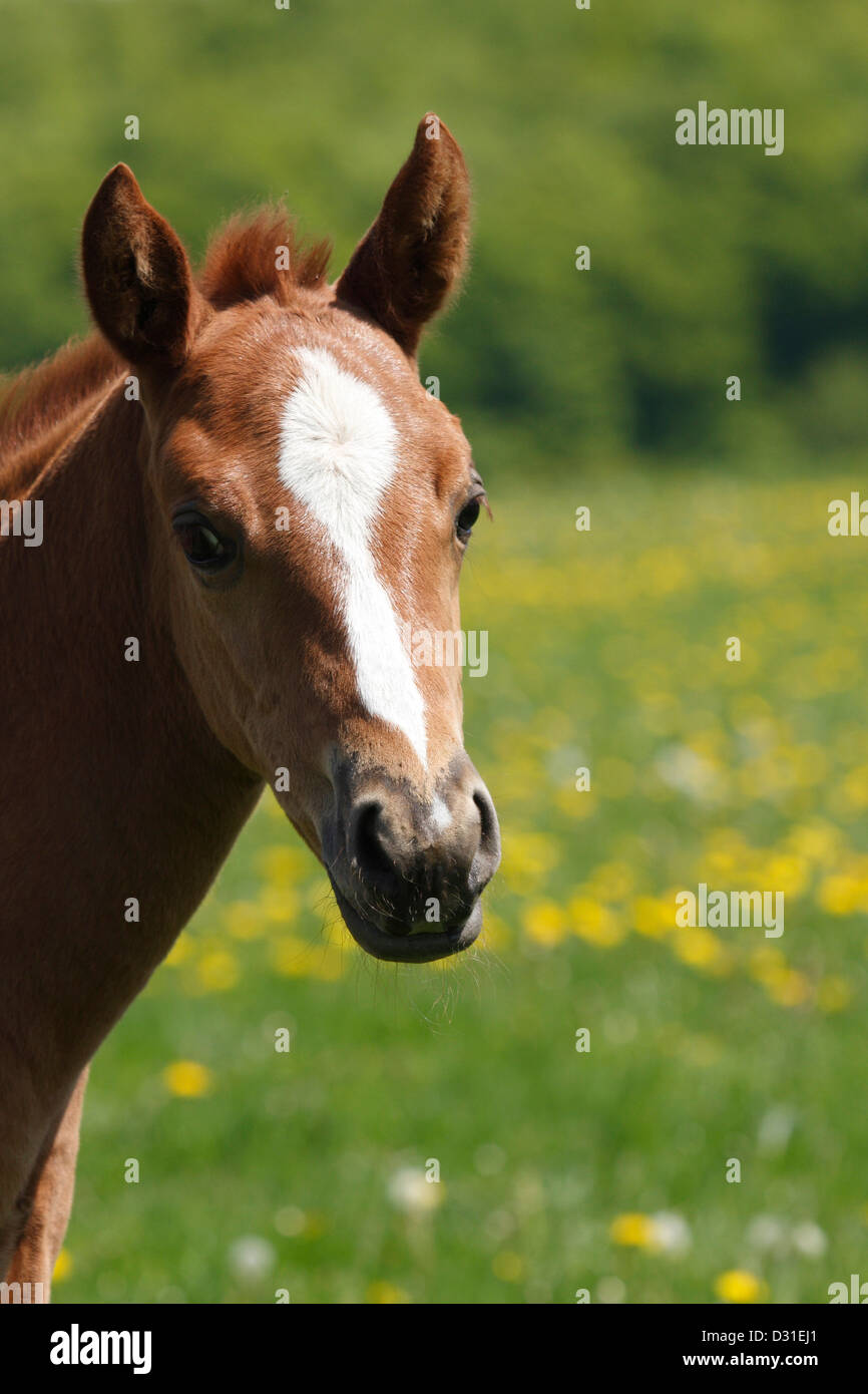 Porträt einer Quarter Horse Frau auf Wiese, Niedersachsen, Deutschland Stockfoto