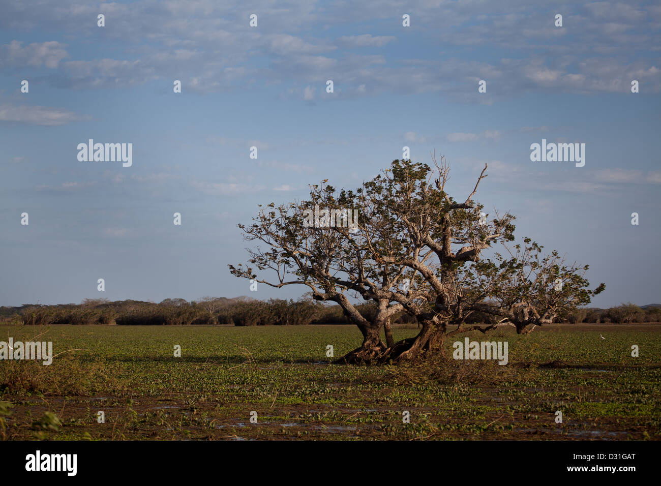 Bäume in der Cienagas las Macanas Feuchtgebiete, Herrera Provinz, Republik Panama. Stockfoto