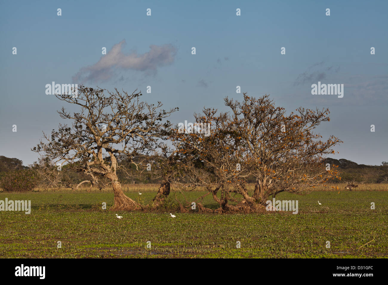 Bäume in der Cienagas las Macanas Feuchtgebiete, Herrera Provinz, Republik Panama. Stockfoto