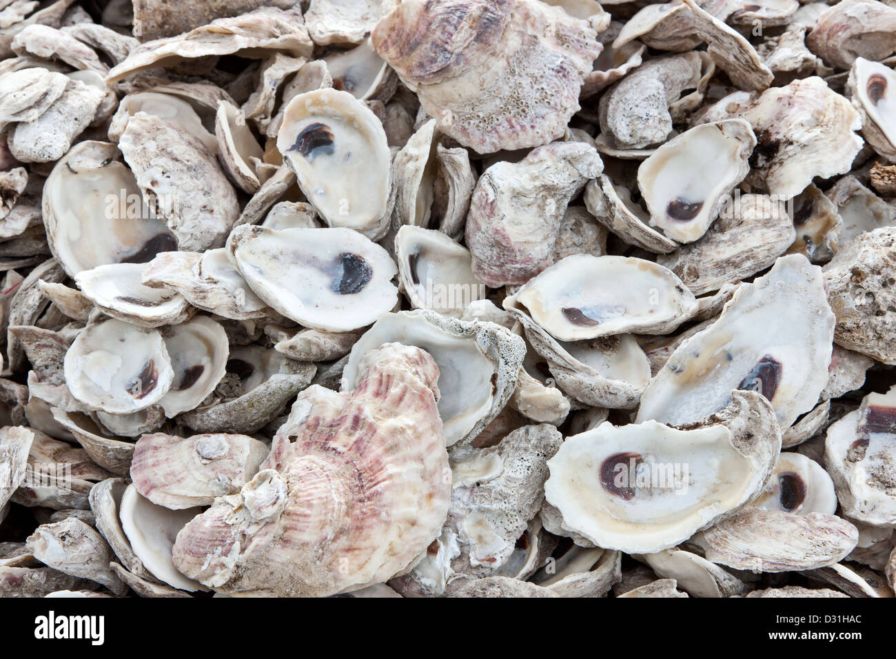 Leeren Austernschalen "Ostreidae". Stockfoto