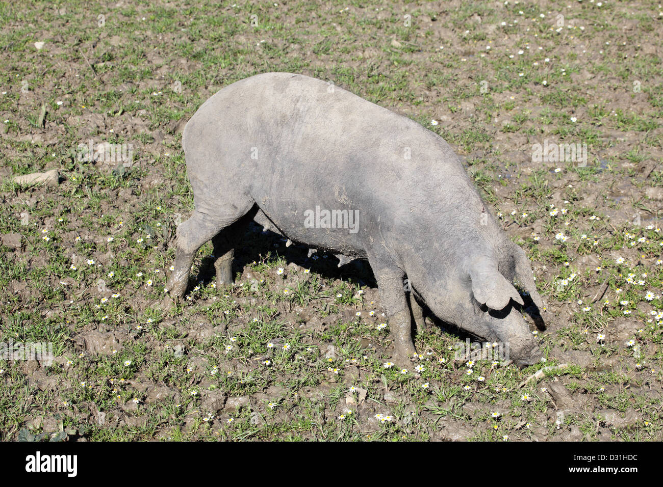 Schwarzen iberischen Schwein auf einer Wiese. Andalusien, Spanien Stockfoto