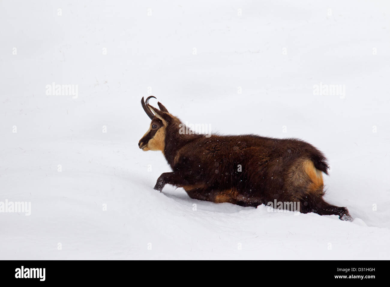 Gämse (Rupicapra Rupicapra) Weibchen Wandern im Tiefschnee im winter Stockfoto