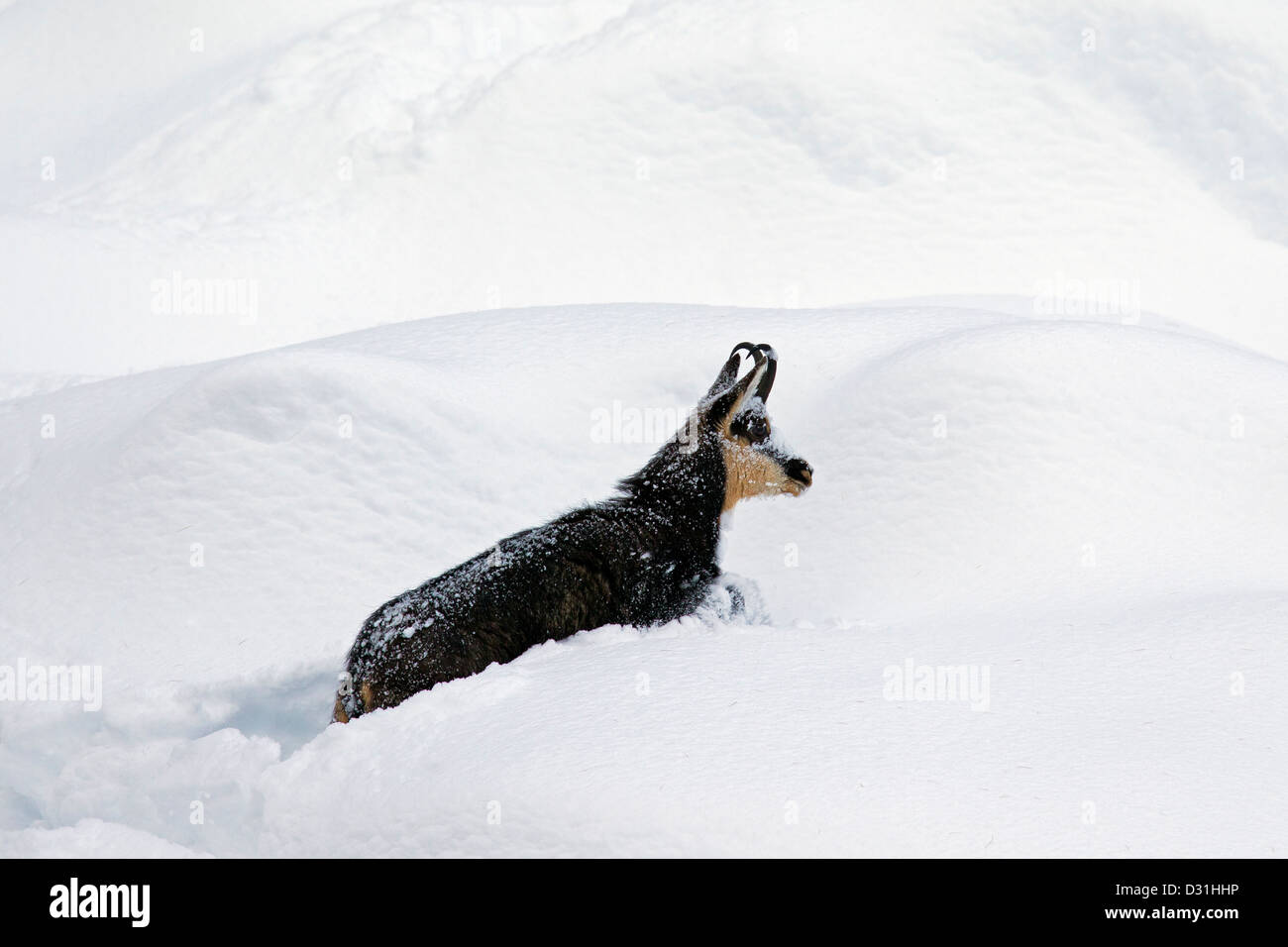 Gämse (Rupicapra Rupicapra) auf Nahrungssuche im Tiefschnee im winter Stockfoto