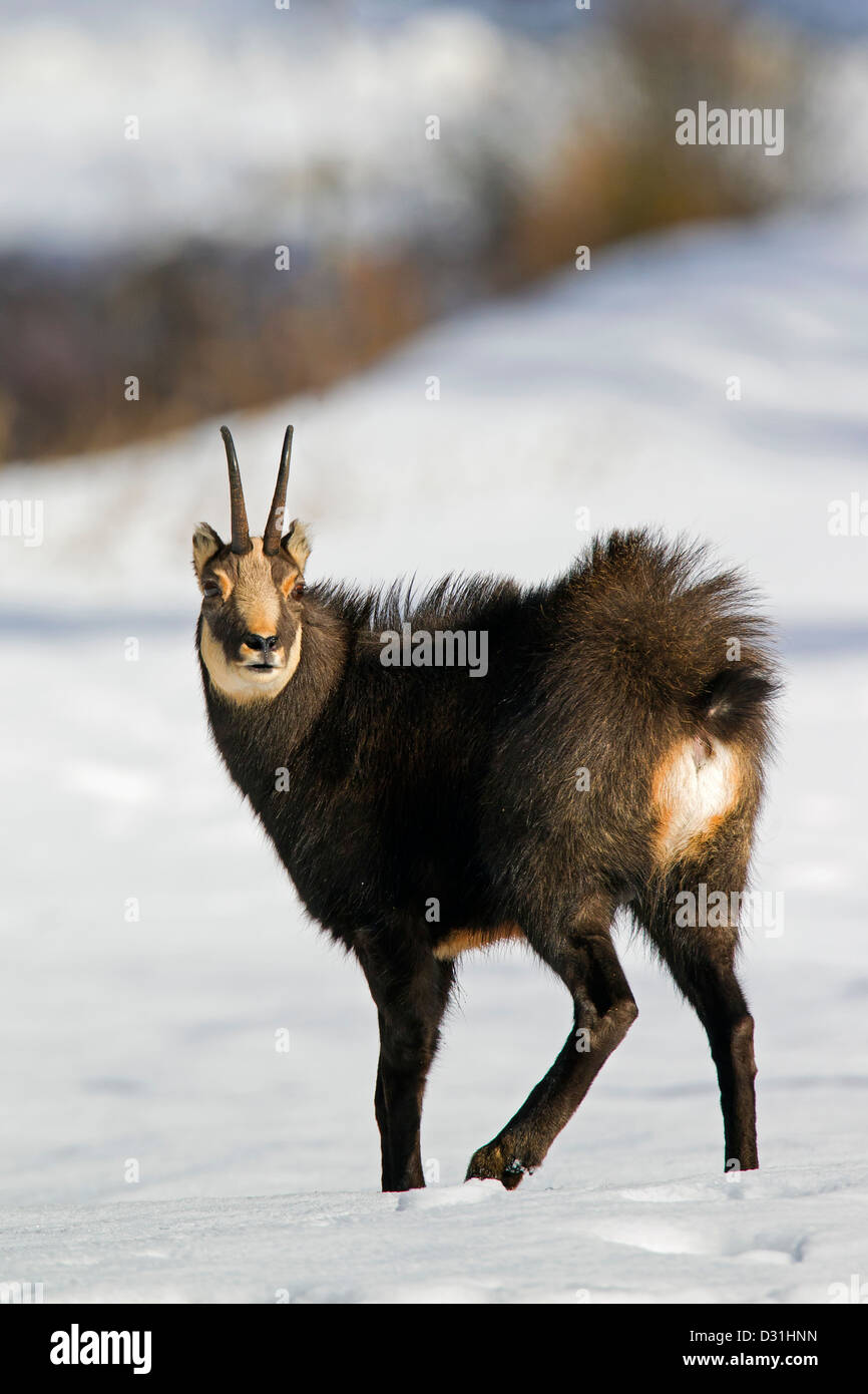 Gämse (Rupicapra Rupicapra) Bock im Wintermantel mit weißen Bürzel in den Schnee, Nationalpark Gran Paradiso, Alpen, Italien Stockfoto