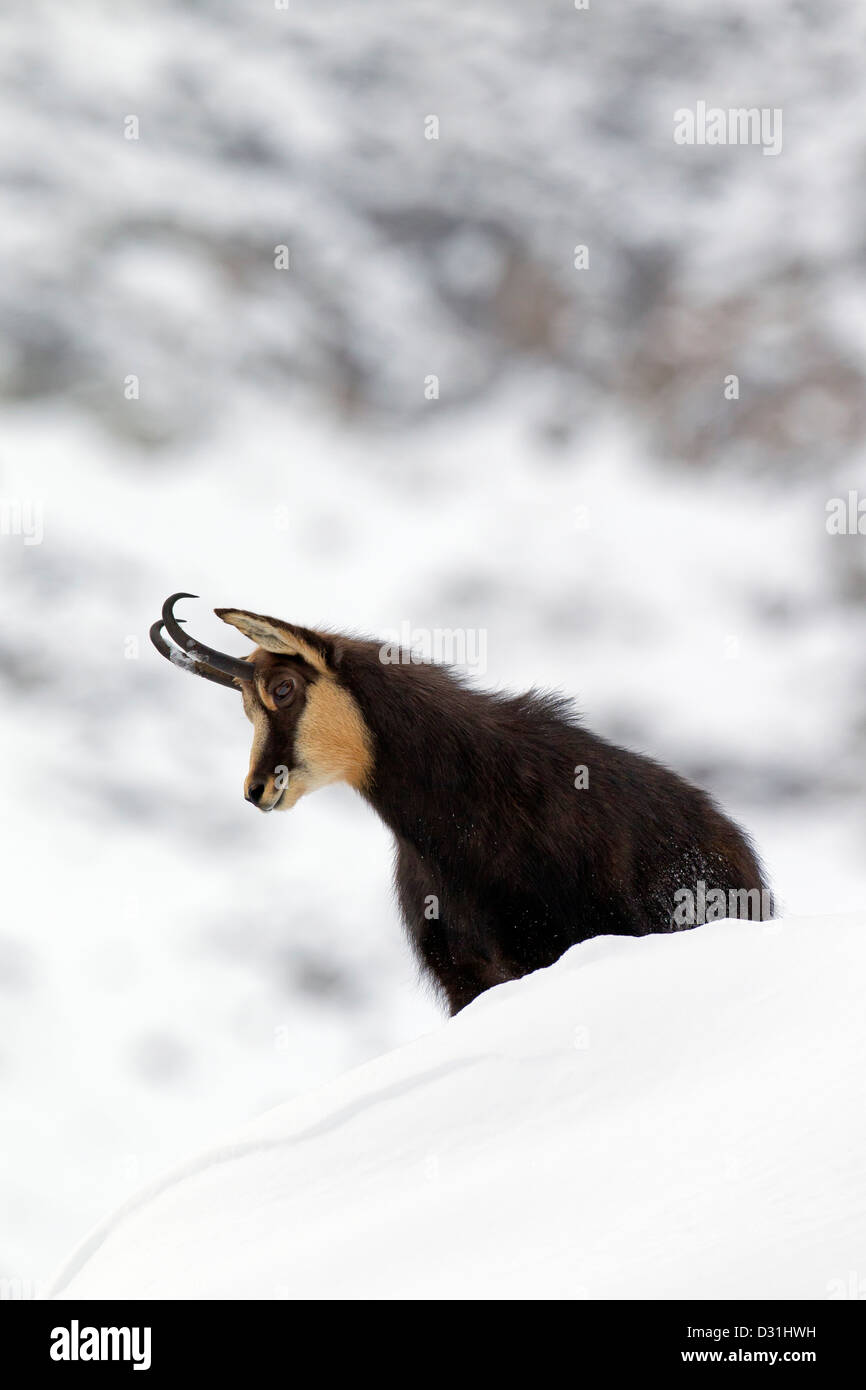 Gämse (Rupicapra Rupicapra) Bock im Wintermantel im Schnee, Nationalpark Gran Paradiso, Italienische Alpen, Italien Stockfoto