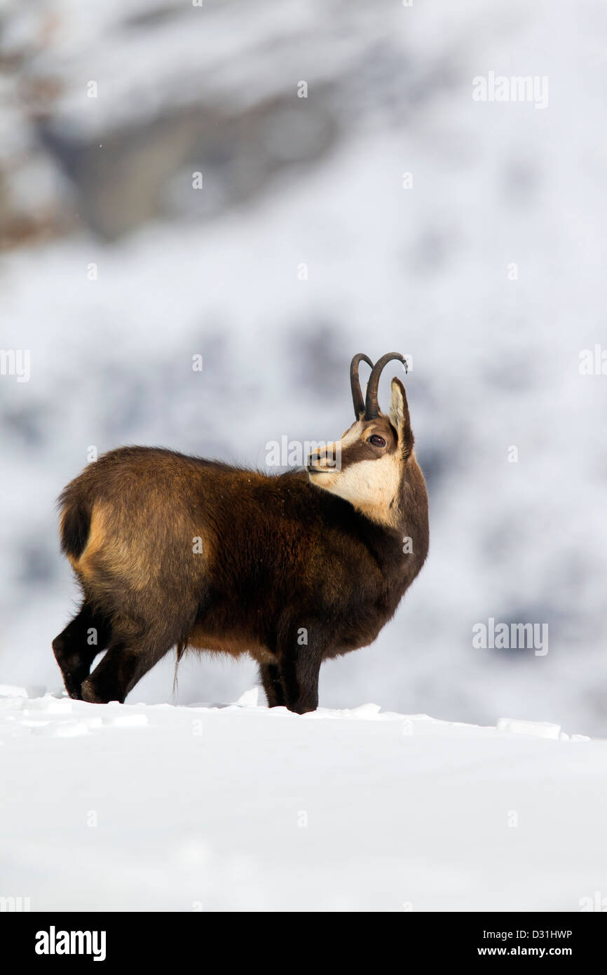 Gämse (Rupicapra Rupicapra) Bock im Wintermantel im Schnee, Nationalpark Gran Paradiso, Italienische Alpen, Italien Stockfoto