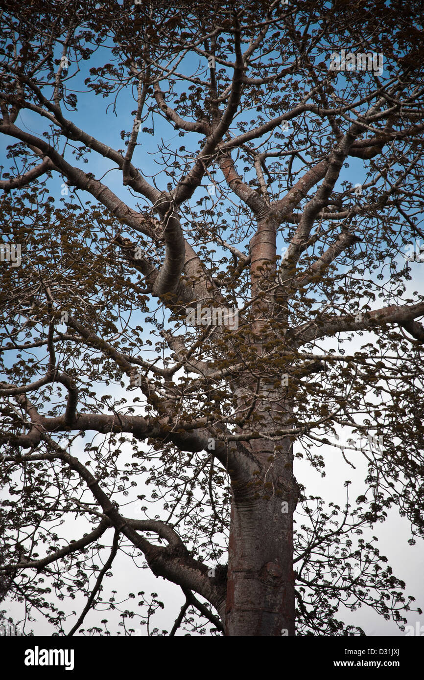 Cuipo Baum in der Burbayar Natur zu reservieren, Provinz Panama, Republik von Panama. Stockfoto
