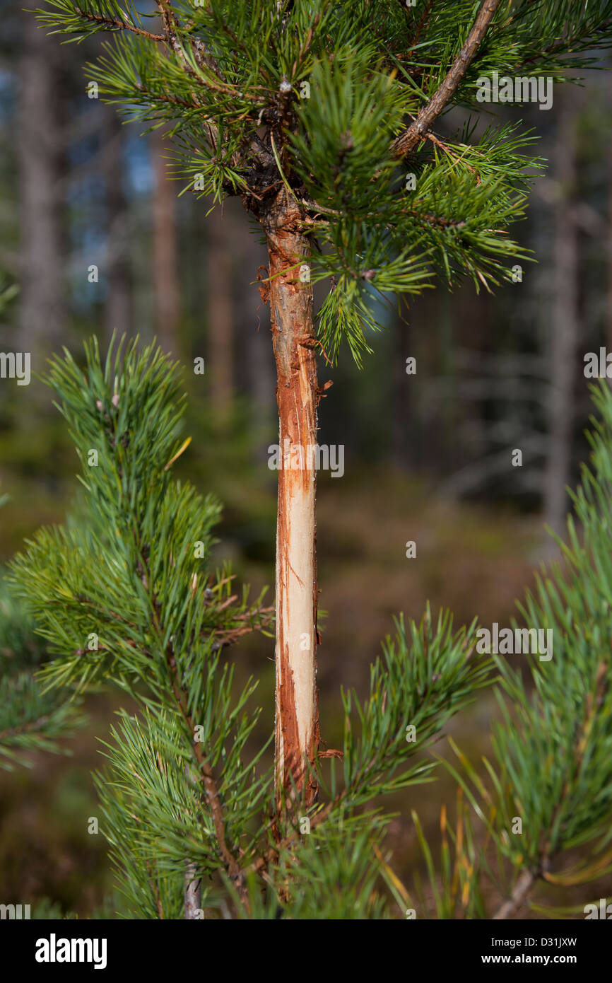 Fichte beschädigt mit Rinde beraubt von Elche (Alces Alces) im Nadelwald, Schweden Stockfoto