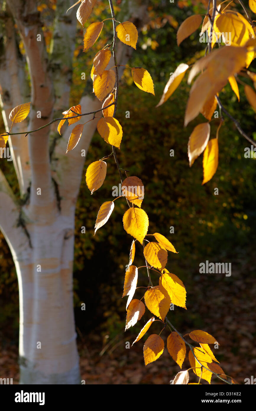 'Betula Utilis' Himalaya Birke im Herbst Stockfoto