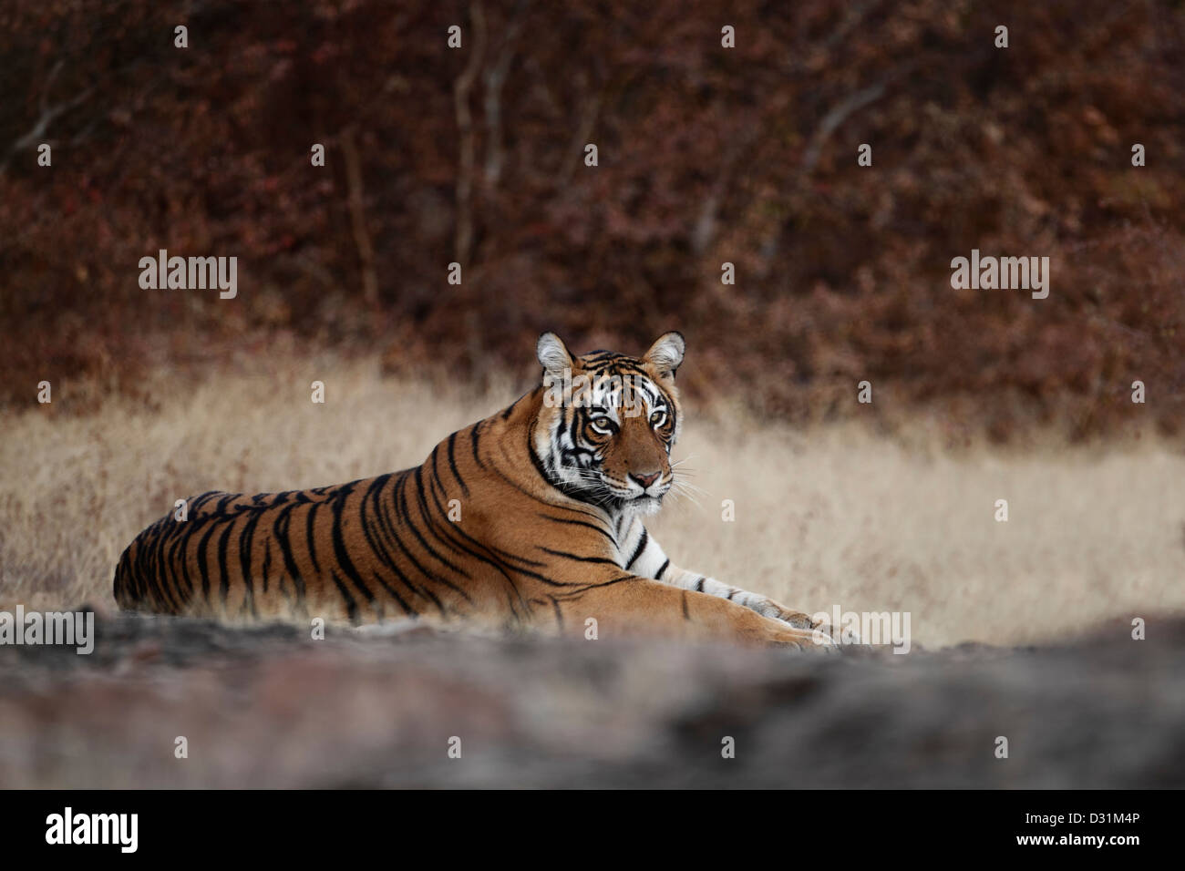 Wilden Bengal Tiger, Panthera Tigris, hinlegen, Ranthambore N P, Indien Stockfoto