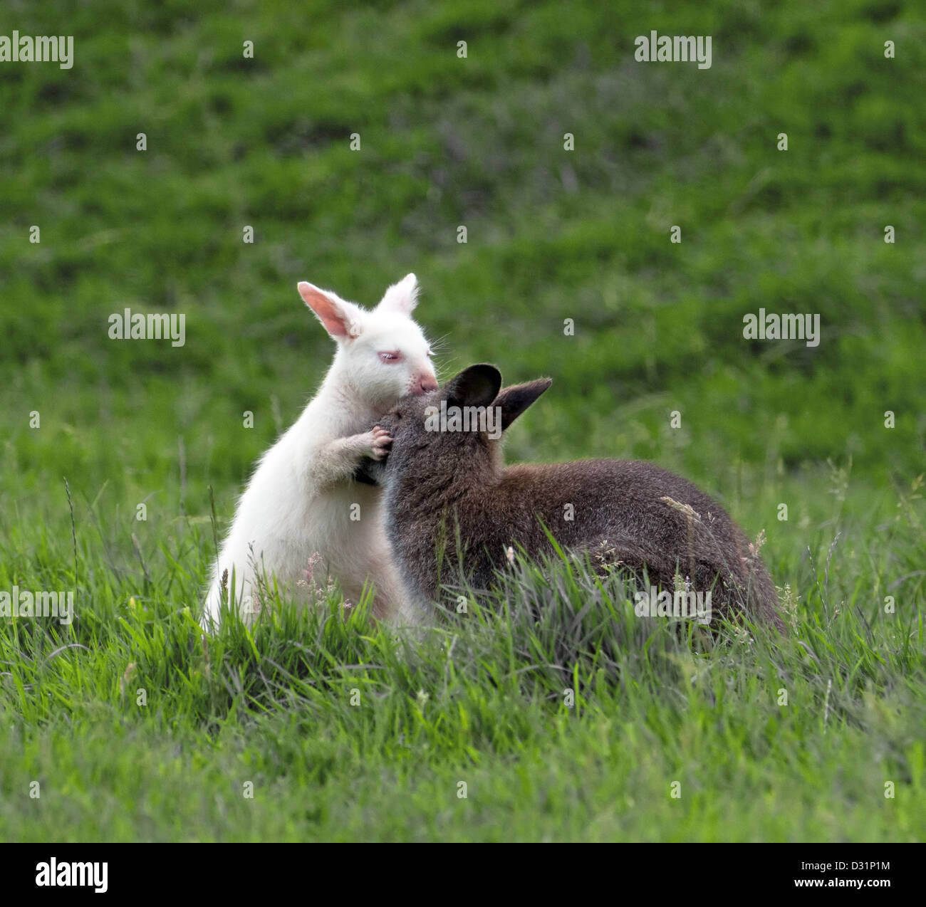 PAAR VON BENNETT WALLABIES, MICROPUS RUFOGISEUS. Stockfoto