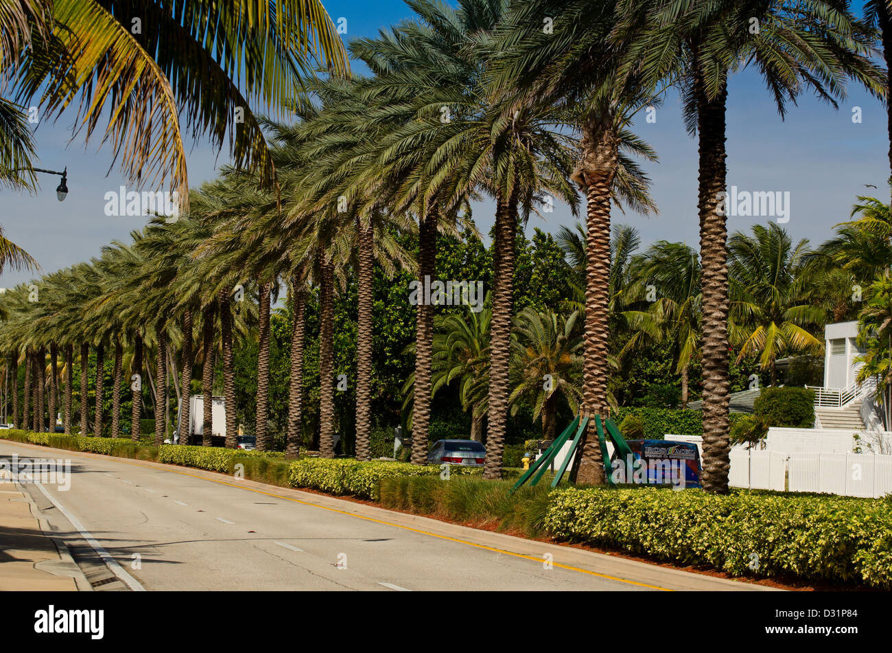 Palmen gesäumten Straße Stockfoto