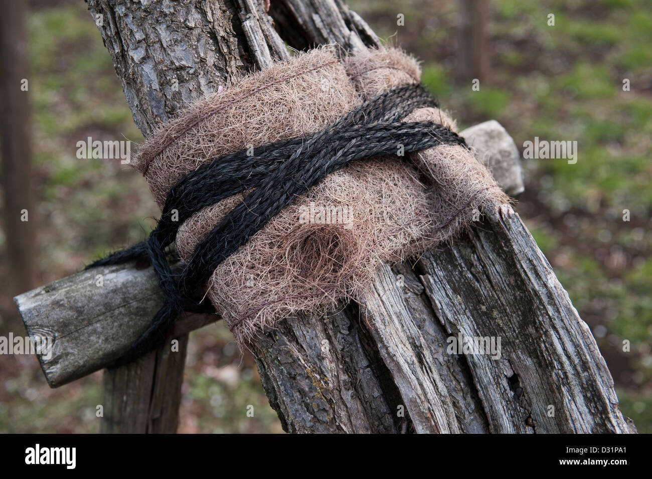 In einem japanischen Garten ist einen alten Pflaumenbaum sorgfältig unterstützt, um sein Leben zu verlängern Stockfoto
